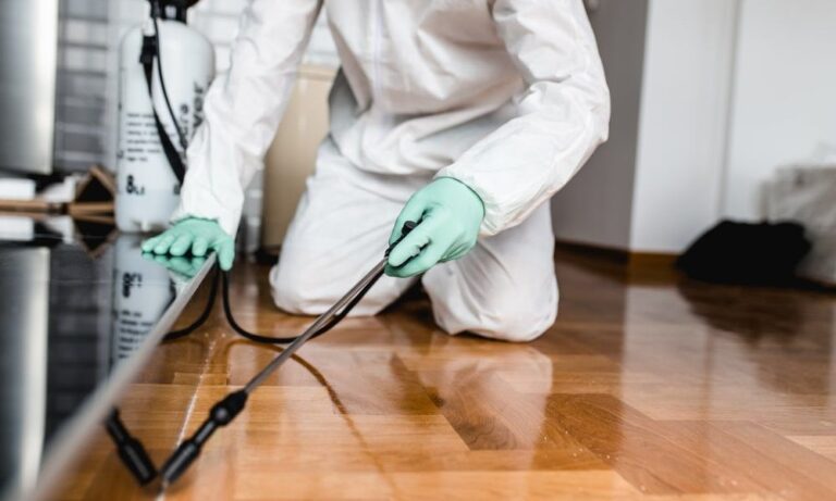 Here's Why Hiring Pest Control Services is Essential